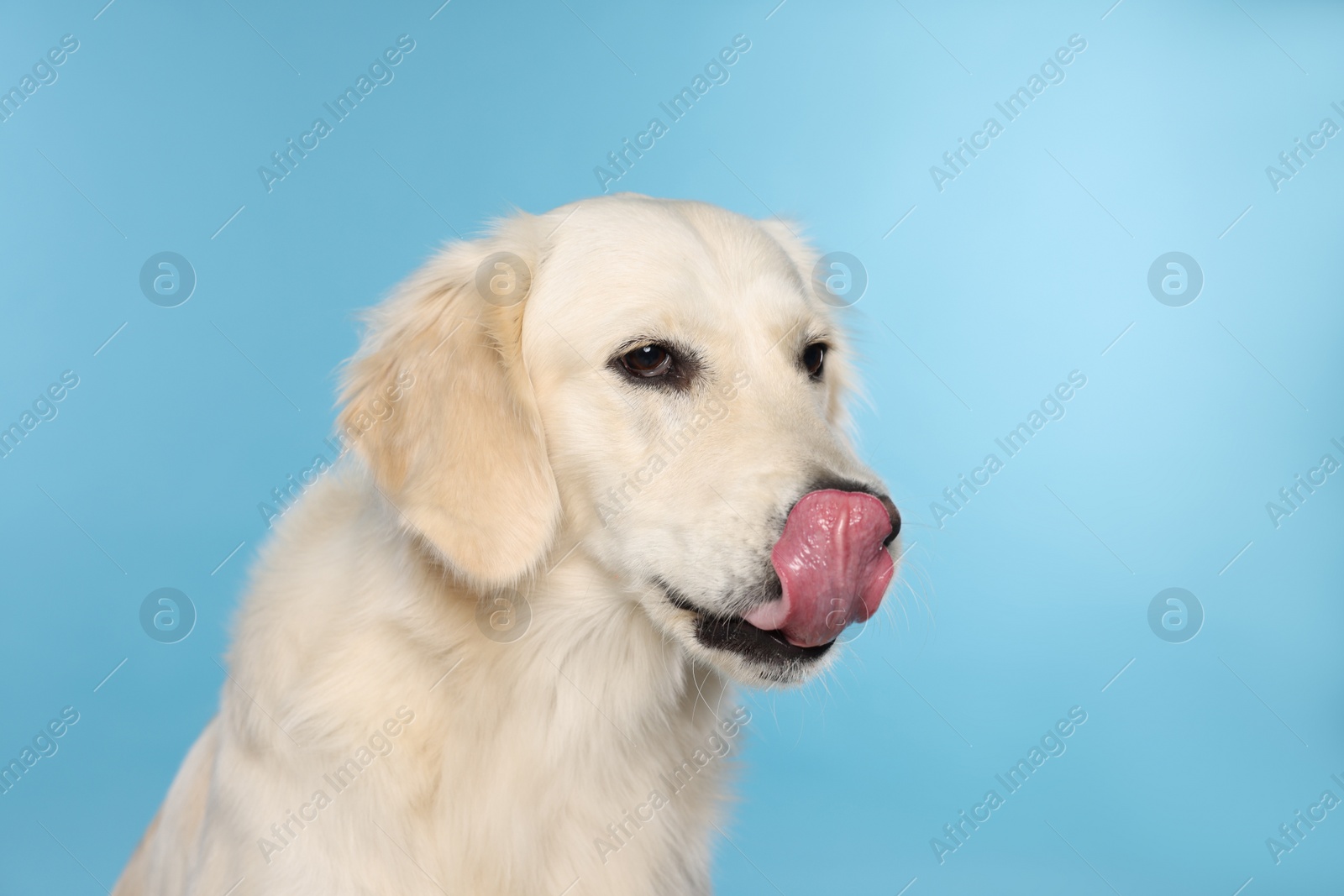 Photo of Cute Labrador Retriever showing tongue on light blue background