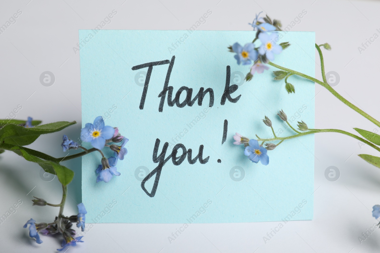 Photo of Card with phrase Thank You and beautiful forget-me-not flowers on white background, closeup