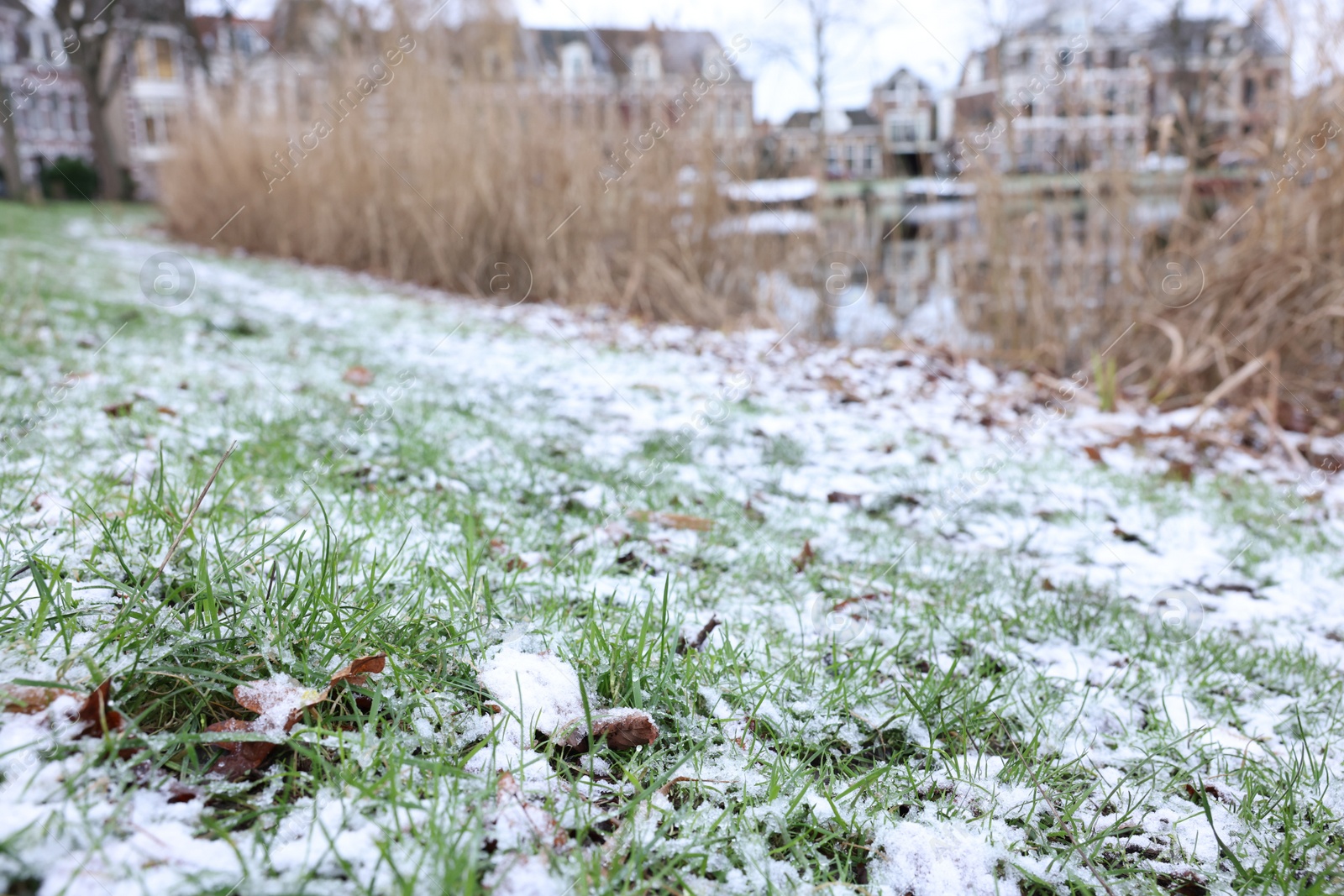 Photo of Green grass covered with snow on winter day