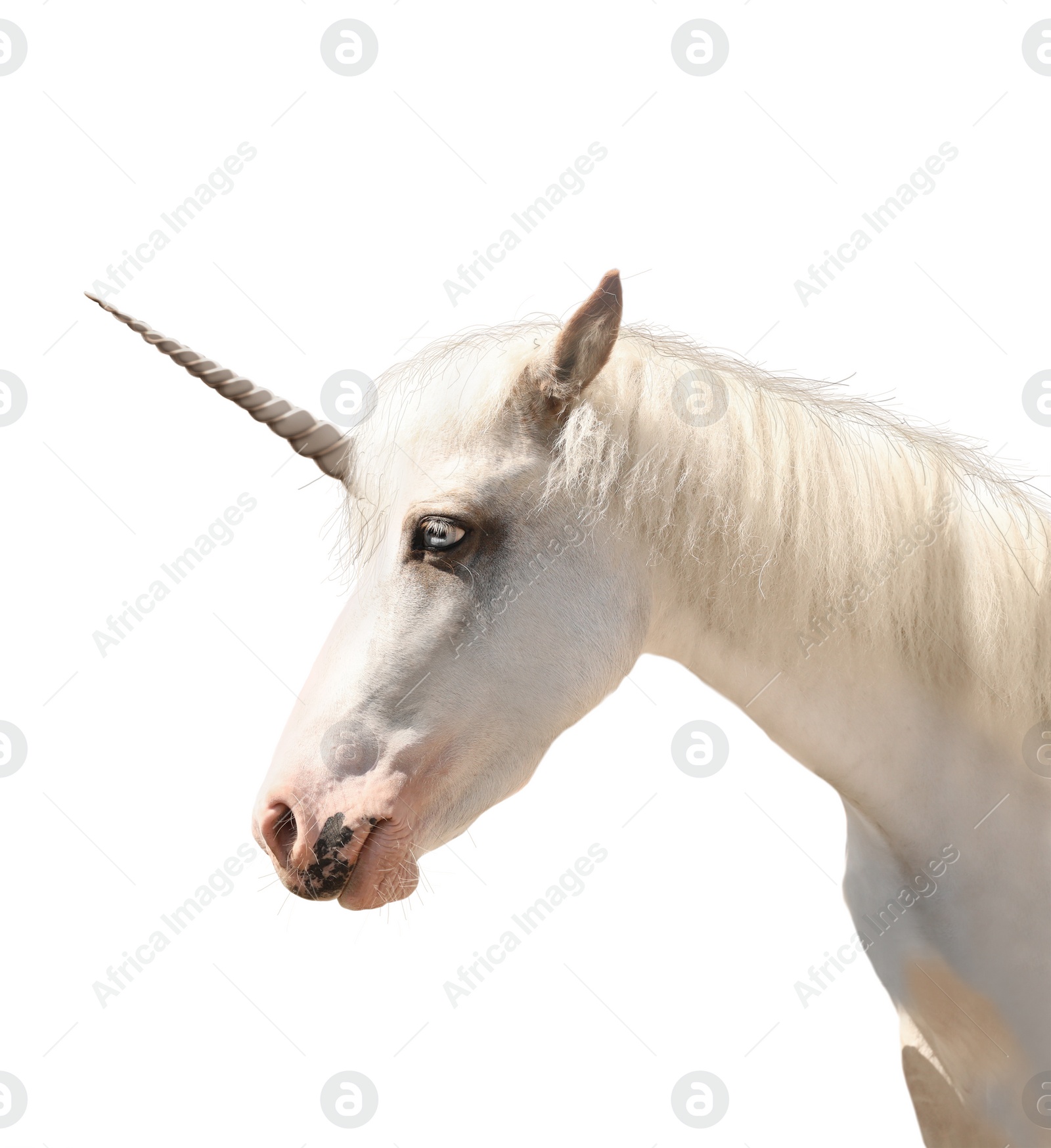 Image of Amazing unicorn with beautiful mane on white background