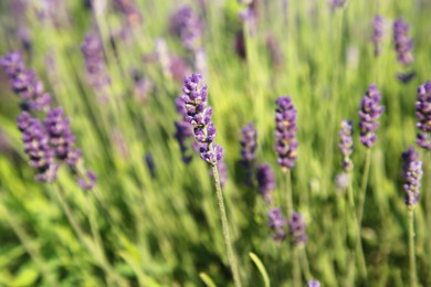 Photo of Beautiful blooming lavender growing in field, closeup