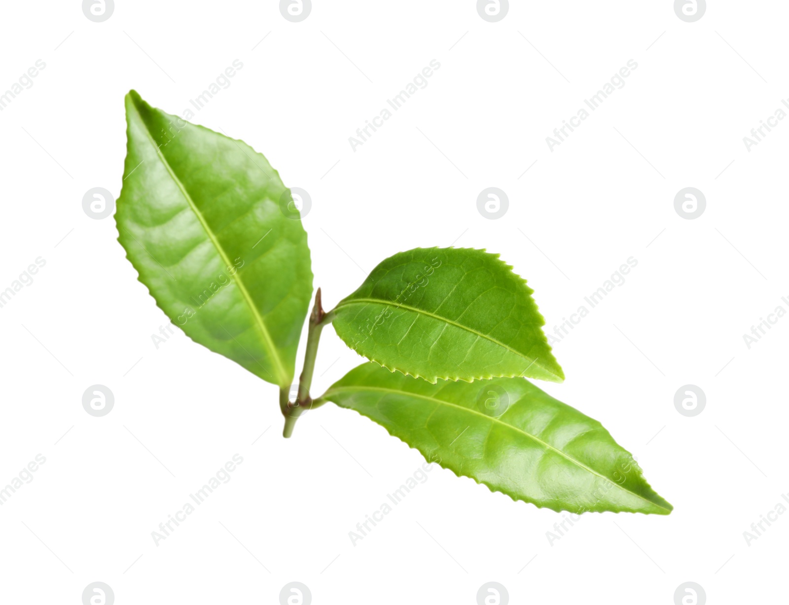 Photo of Green leaves of tea plant isolated on white