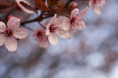 Photo of Closeup view of blossoming tree outdoors on spring day