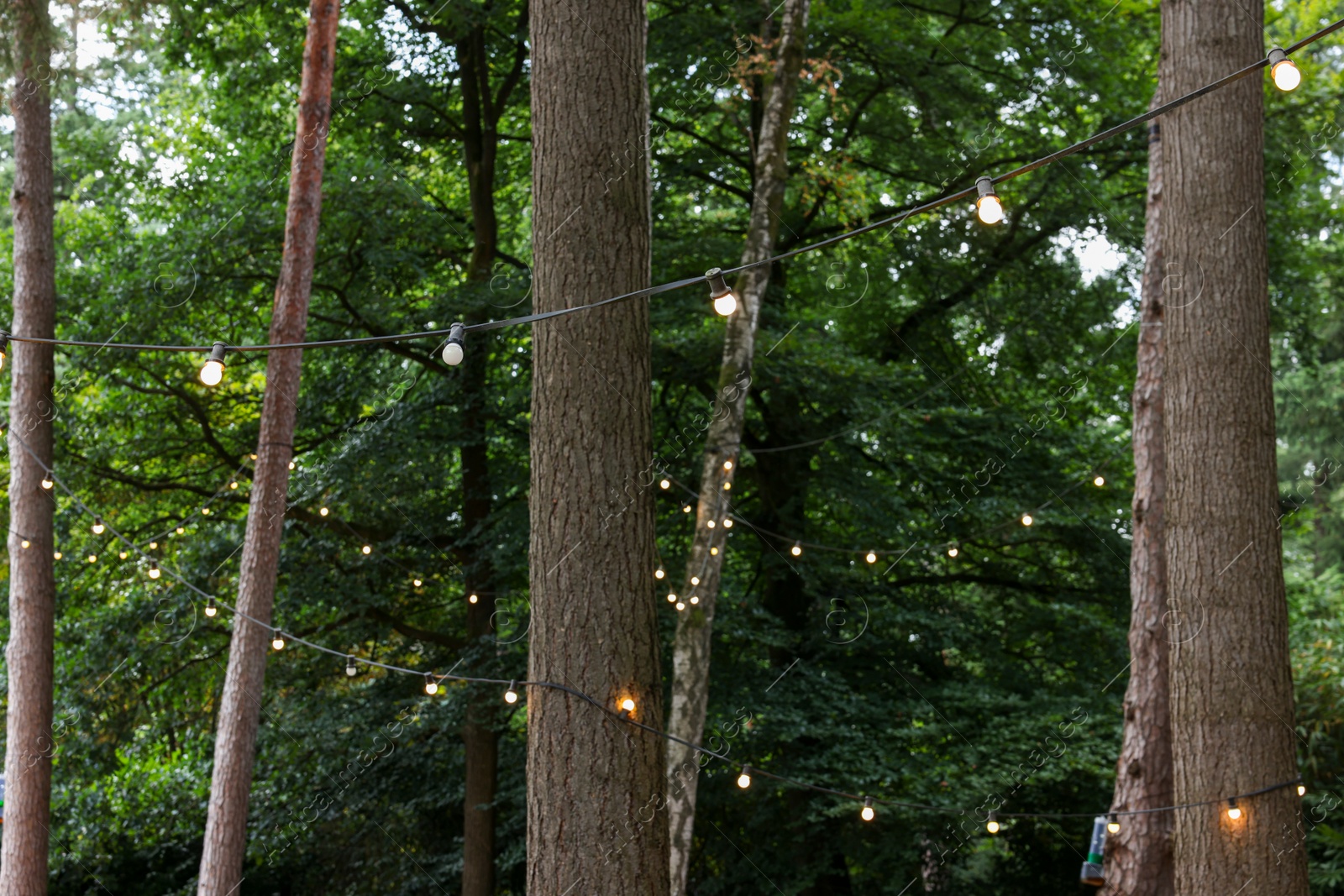 Photo of Beautiful view of lights hanging on trees in forest