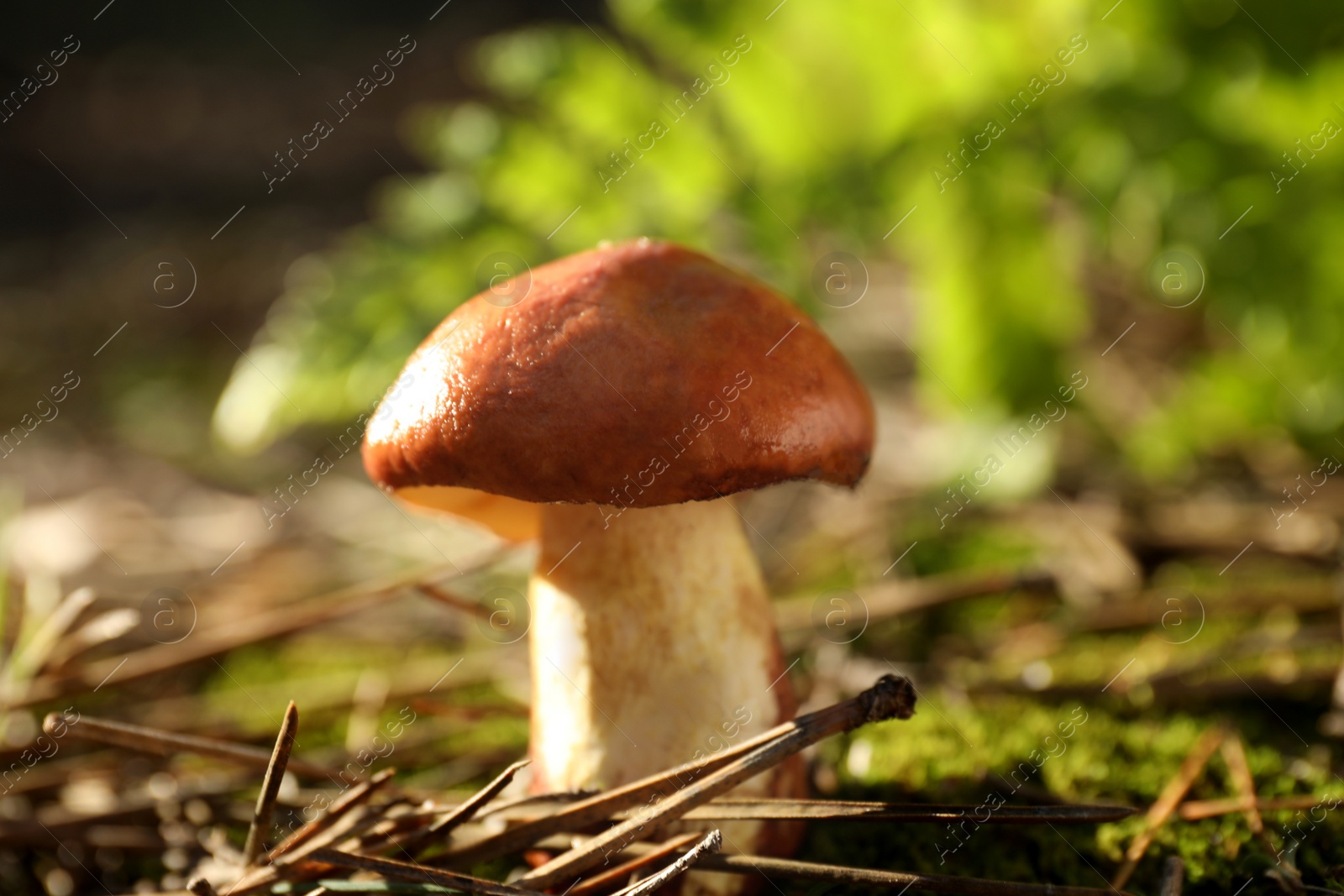 Photo of Fresh wild mushroom growing in forest, closeup view