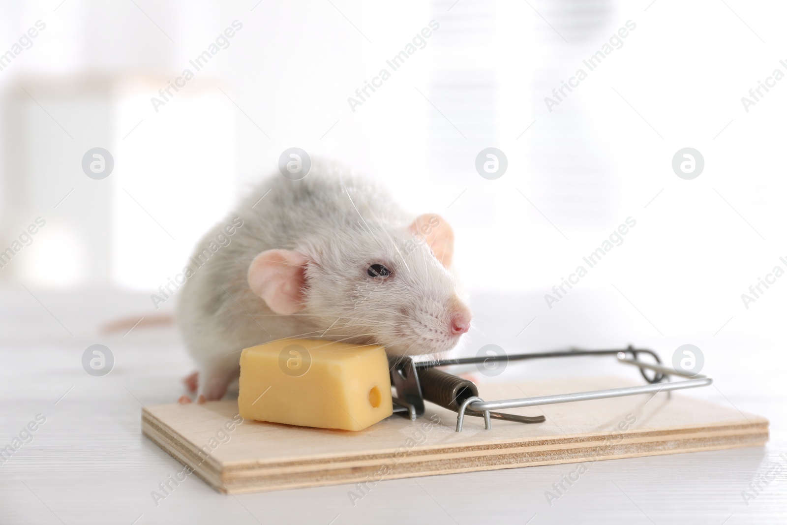 Photo of Rat and mousetrap with cheese indoors. Pest control