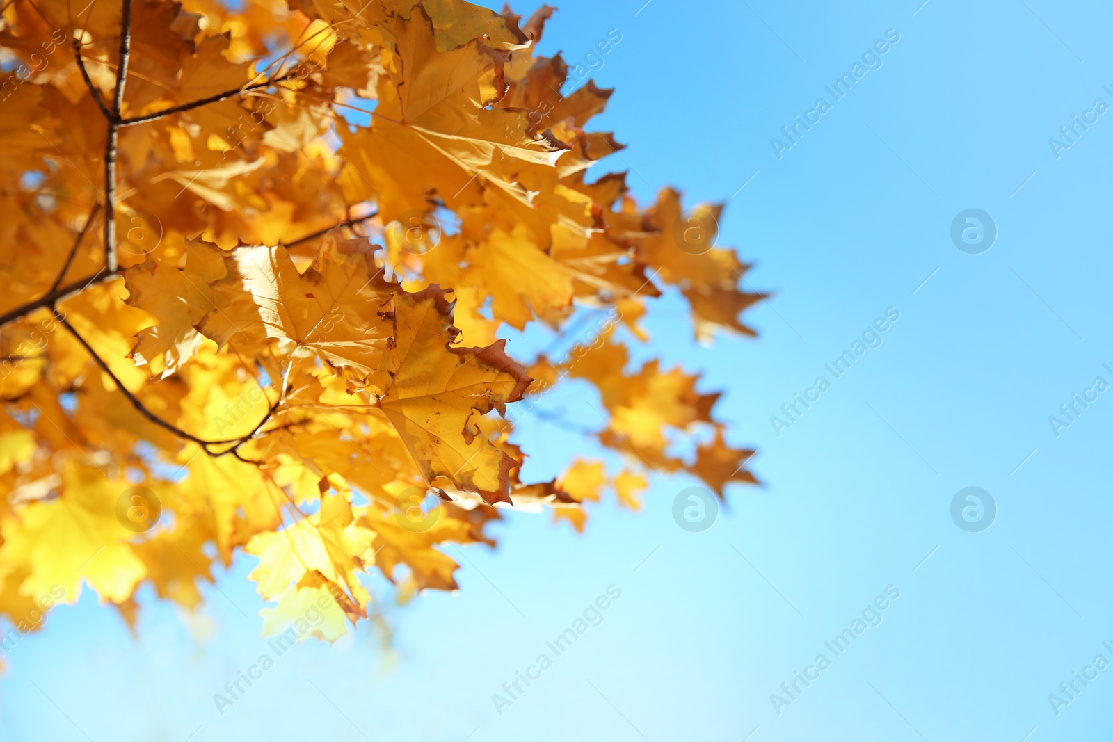 Photo of Branches with autumn leaves against blue sky on sunny day. Space for text