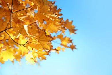 Photo of Branches with autumn leaves against blue sky on sunny day. Space for text