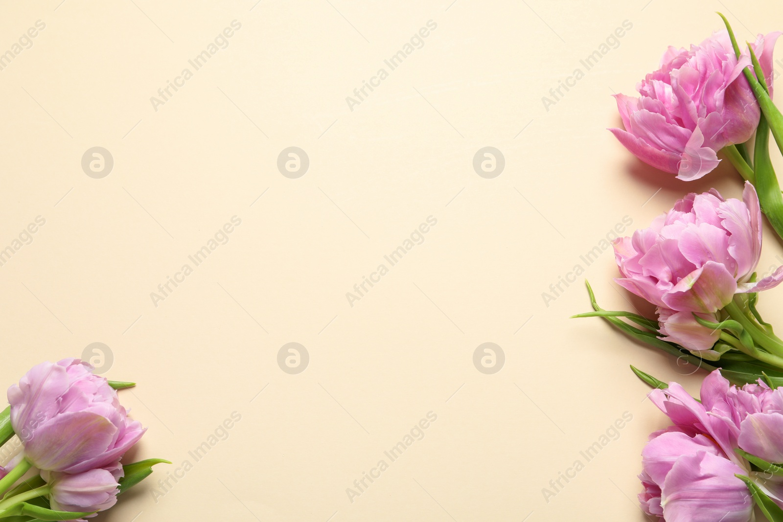 Photo of Beautiful colorful tulip flowers on beige background, top view. Space for text