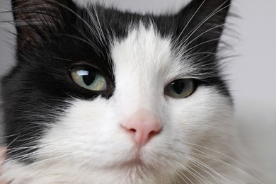 Photo of Closeup view of black and white cat with beautiful eyes