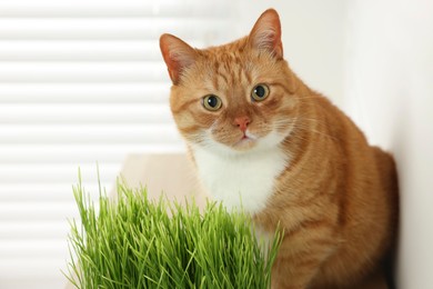 Photo of Cute ginger cat near potted green grass indoors