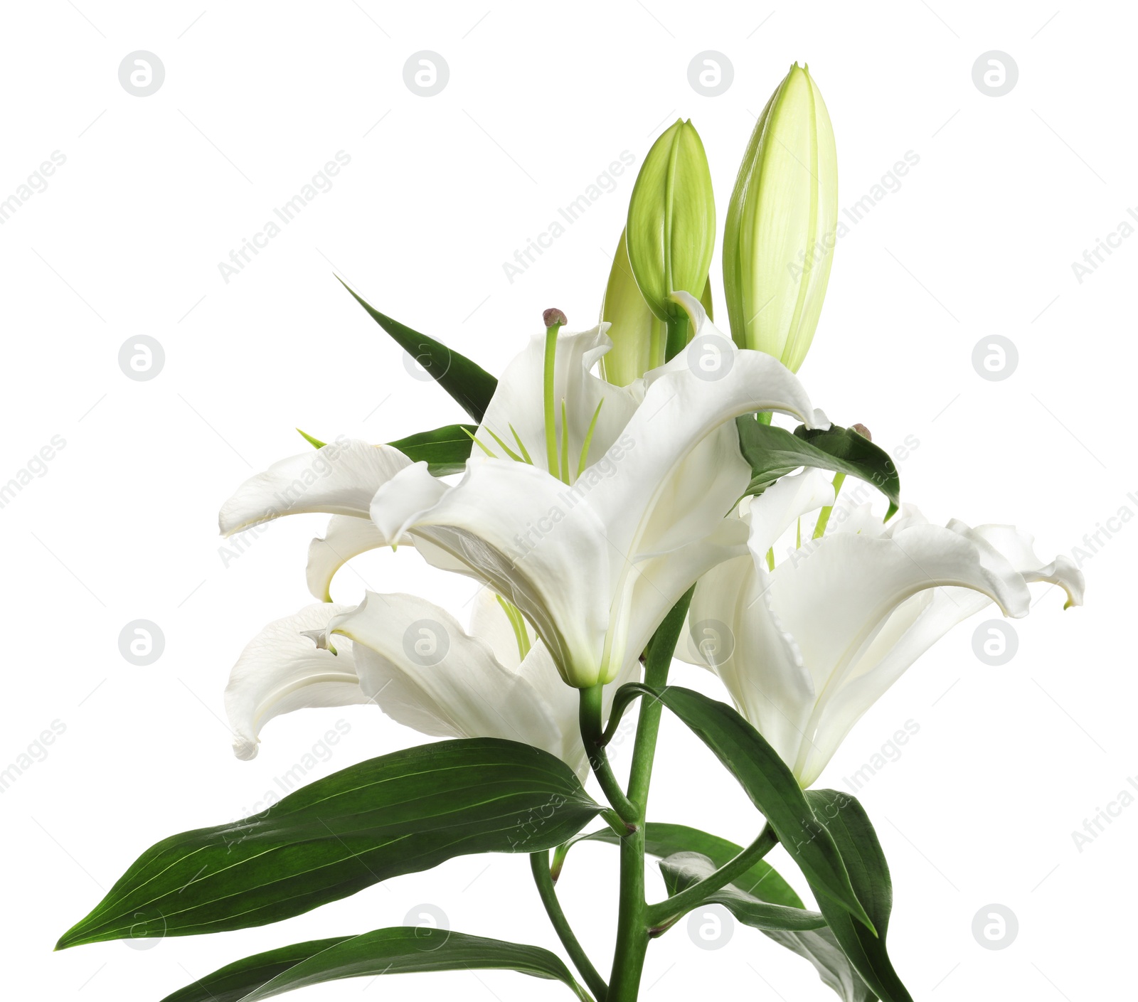 Photo of Beautiful lilies on white background. Funeral flowers