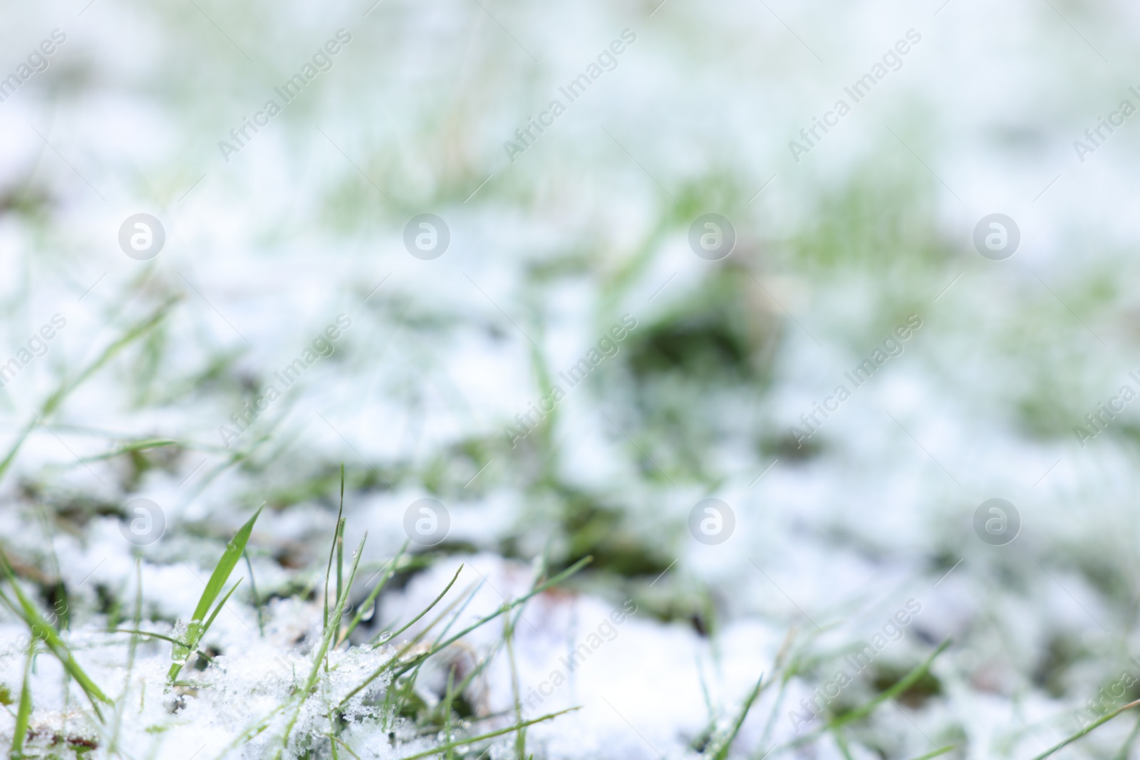 Photo of Green grass covered with snow on winter day, closeup