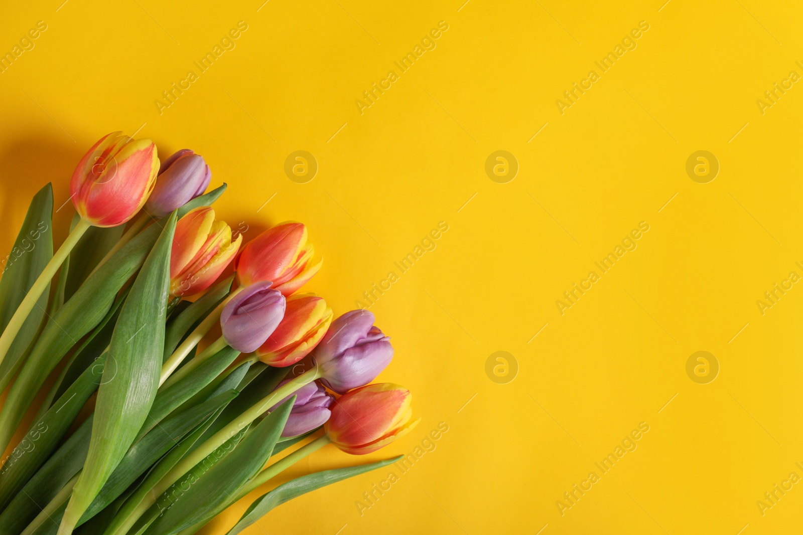 Photo of Many beautiful tulips on yellow background, flat lay. Space for text