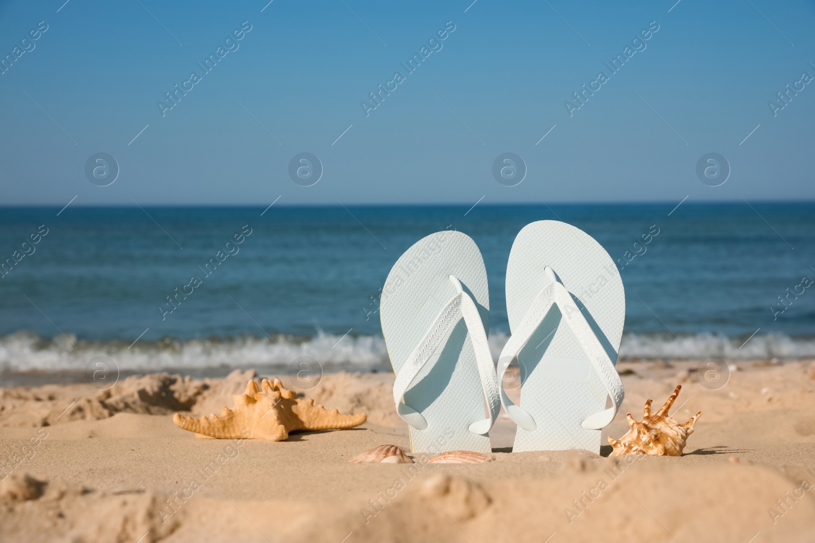 Photo of Stylish flip flops, starfish and sea shells on beach