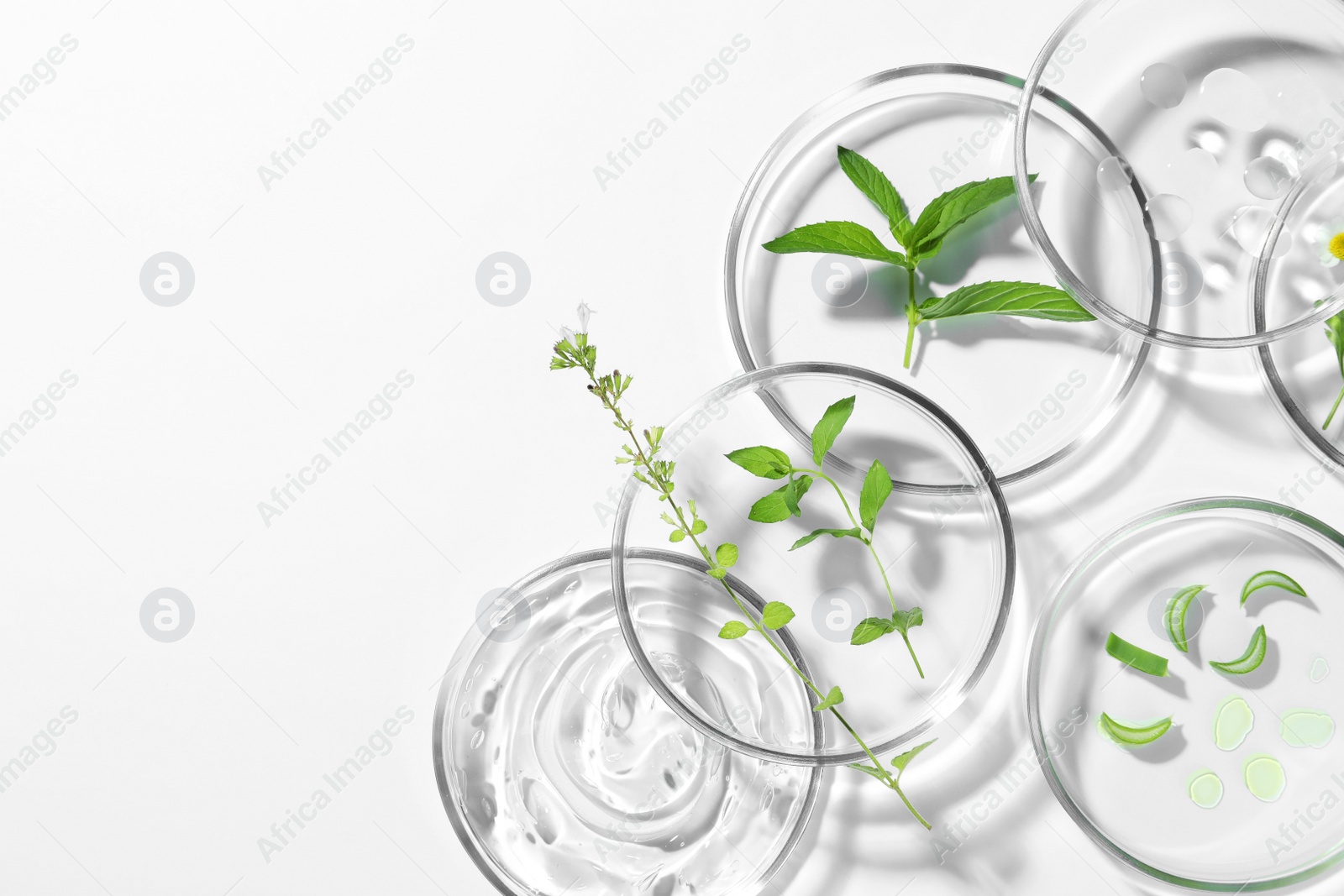 Photo of Petri dishes with different plants and cosmetic products on white background, top view. Space for text