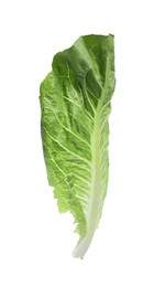 Fresh leaf of green romaine lettuce isolated on white