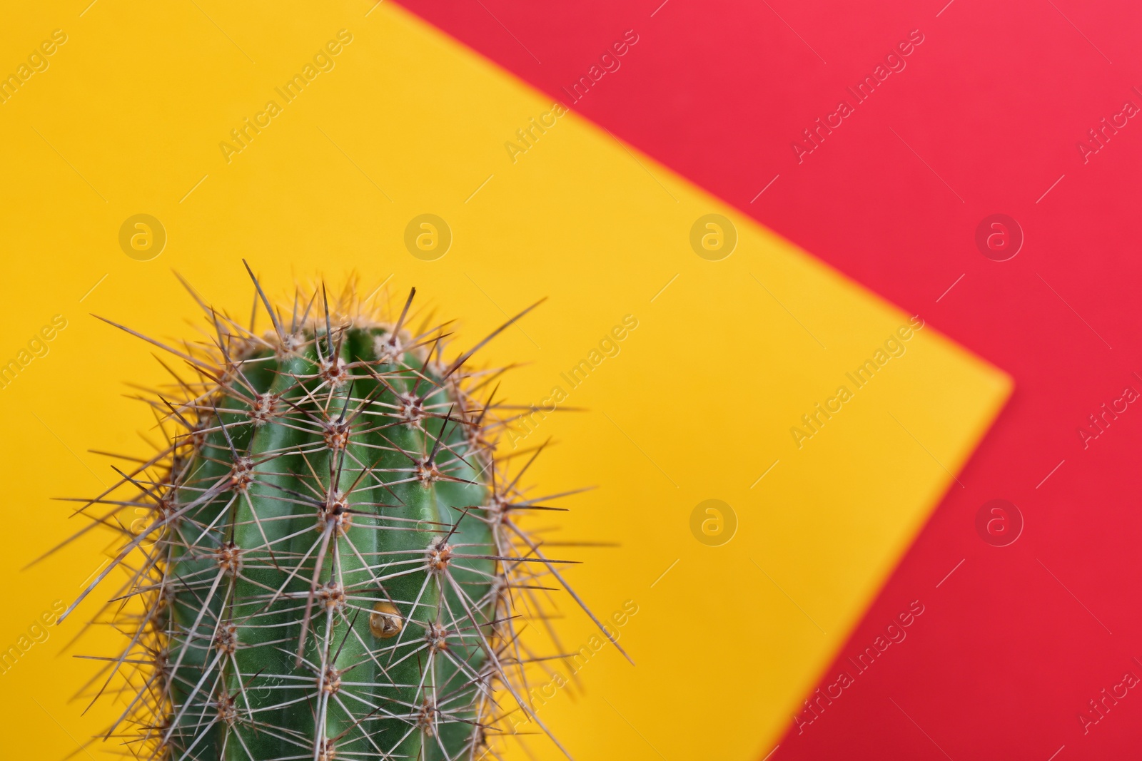 Photo of Beautiful cactus plant on color background, closeup. Space for text