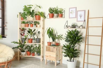 Stylish room interior with different home plants