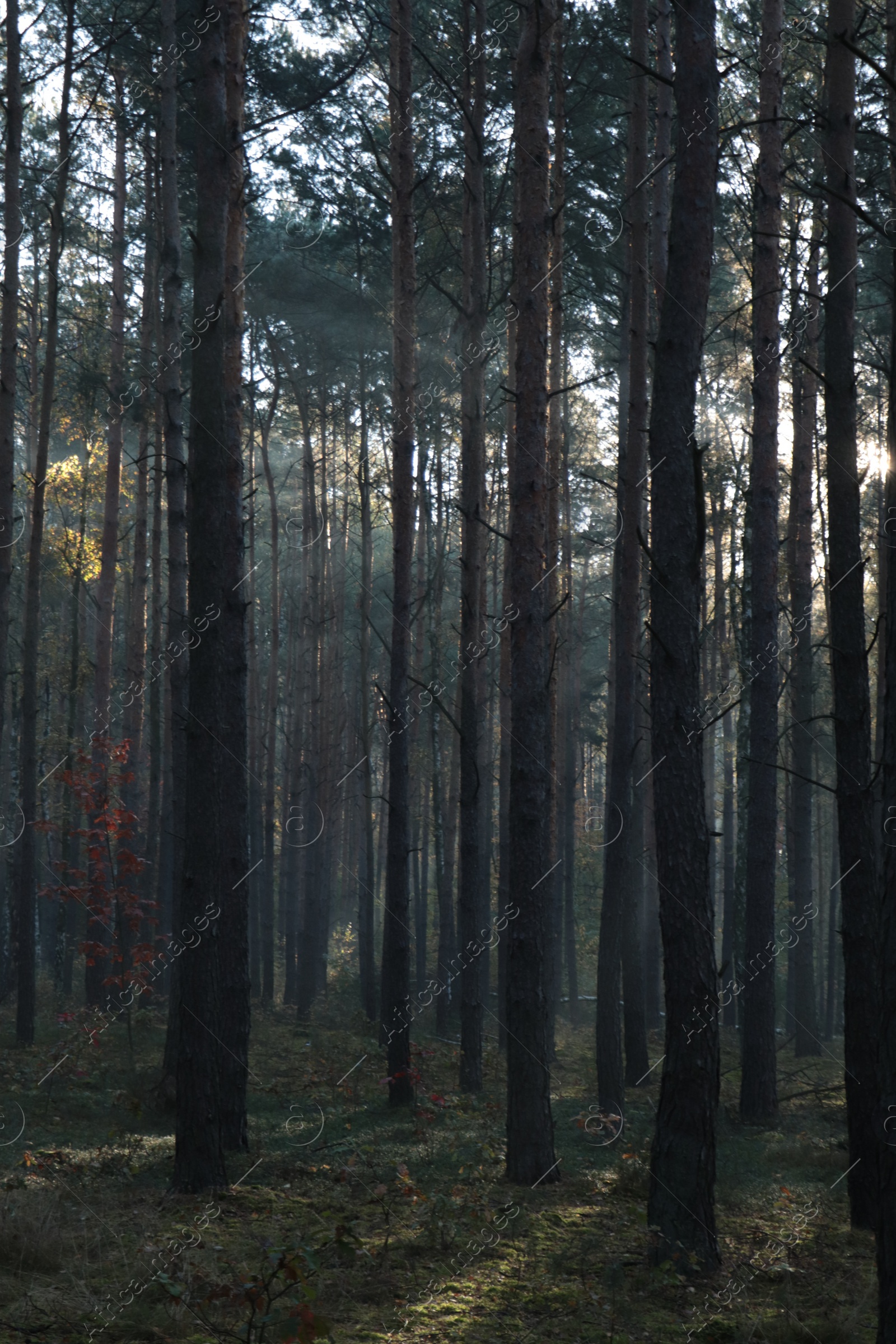 Photo of Majestic view of forest with sunbeams shining through trees in morning