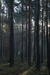 Majestic view of forest with sunbeams shining through trees in morning