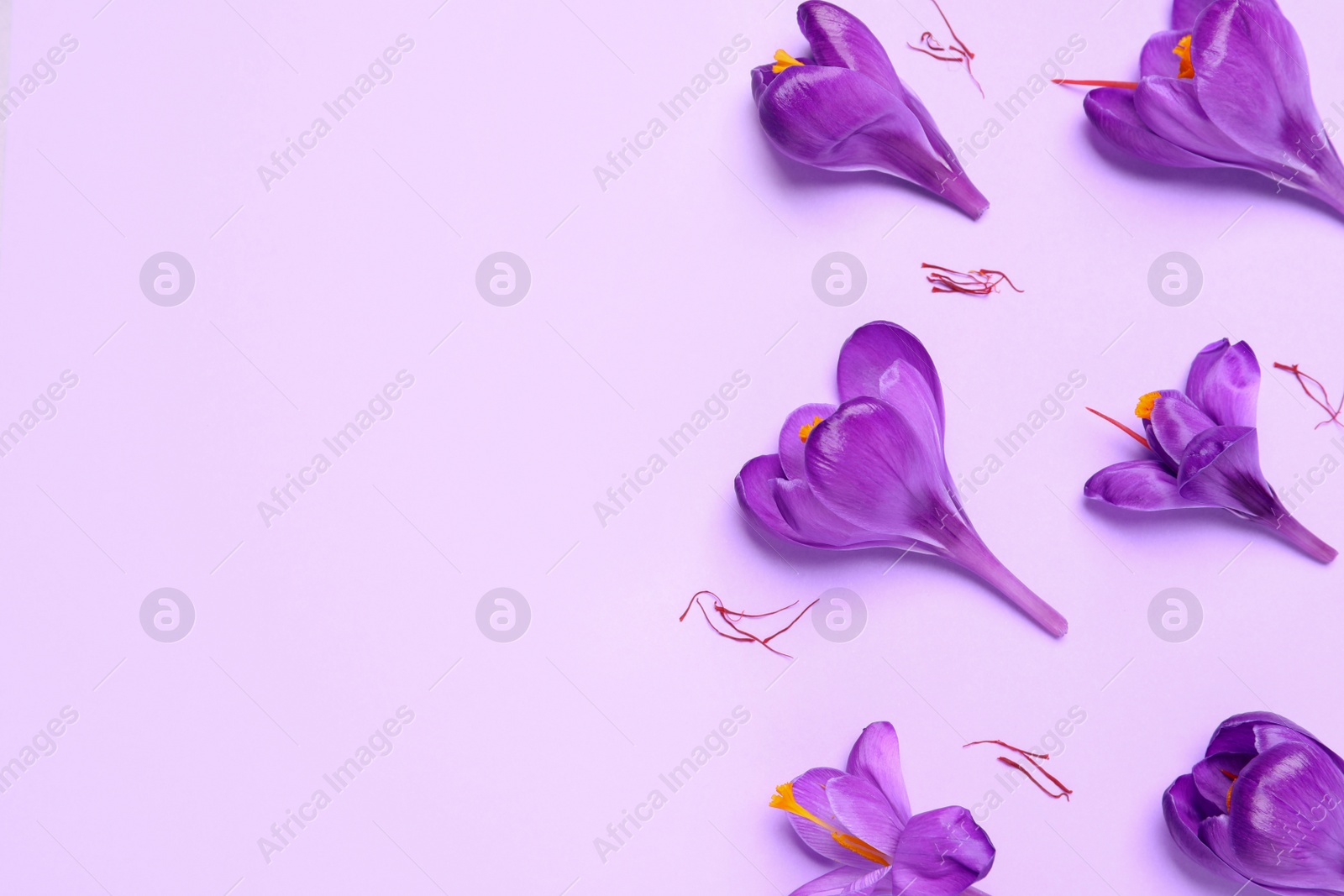 Photo of Beautiful Saffron crocus flowers on light violet  background, flat lay. Space for text