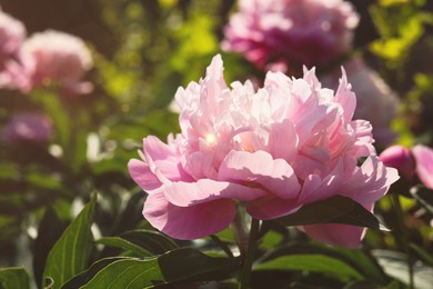 Blooming peony plant with pink flower in garden on sunny day, closeup