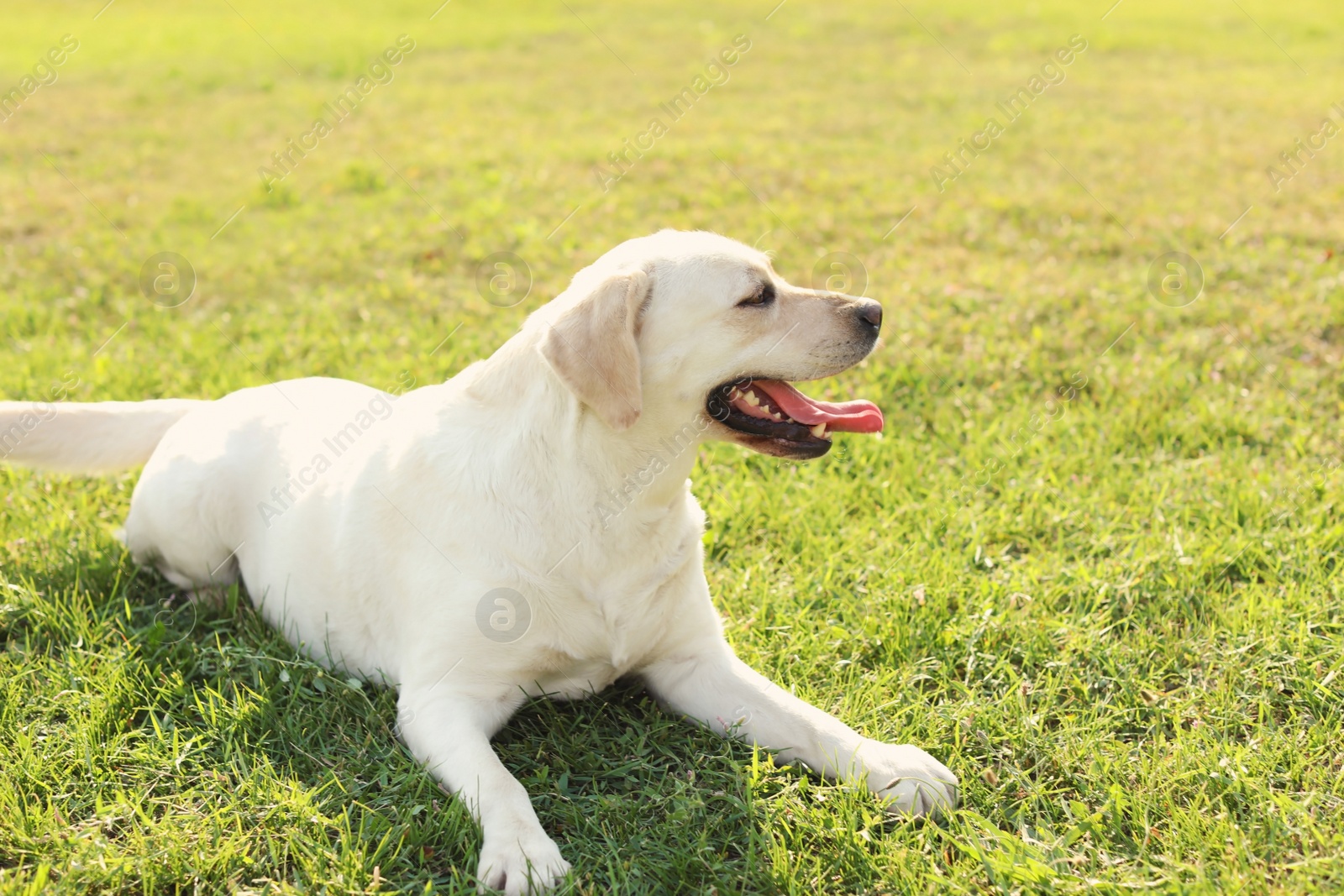 Photo of Cute yellow labrador retriever outdoors on sunny day