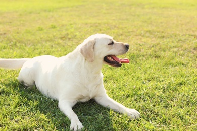 Photo of Cute yellow labrador retriever outdoors on sunny day