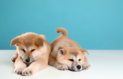 Photo of Adorable Akita Inu puppies on light blue background