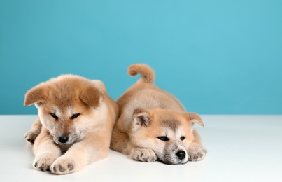 Adorable Akita Inu puppies on light blue background