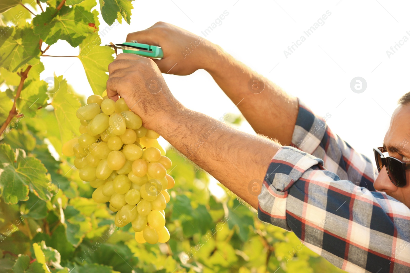 Photo of Man cutting bunch of fresh ripe juicy grapes with pruner, closeup