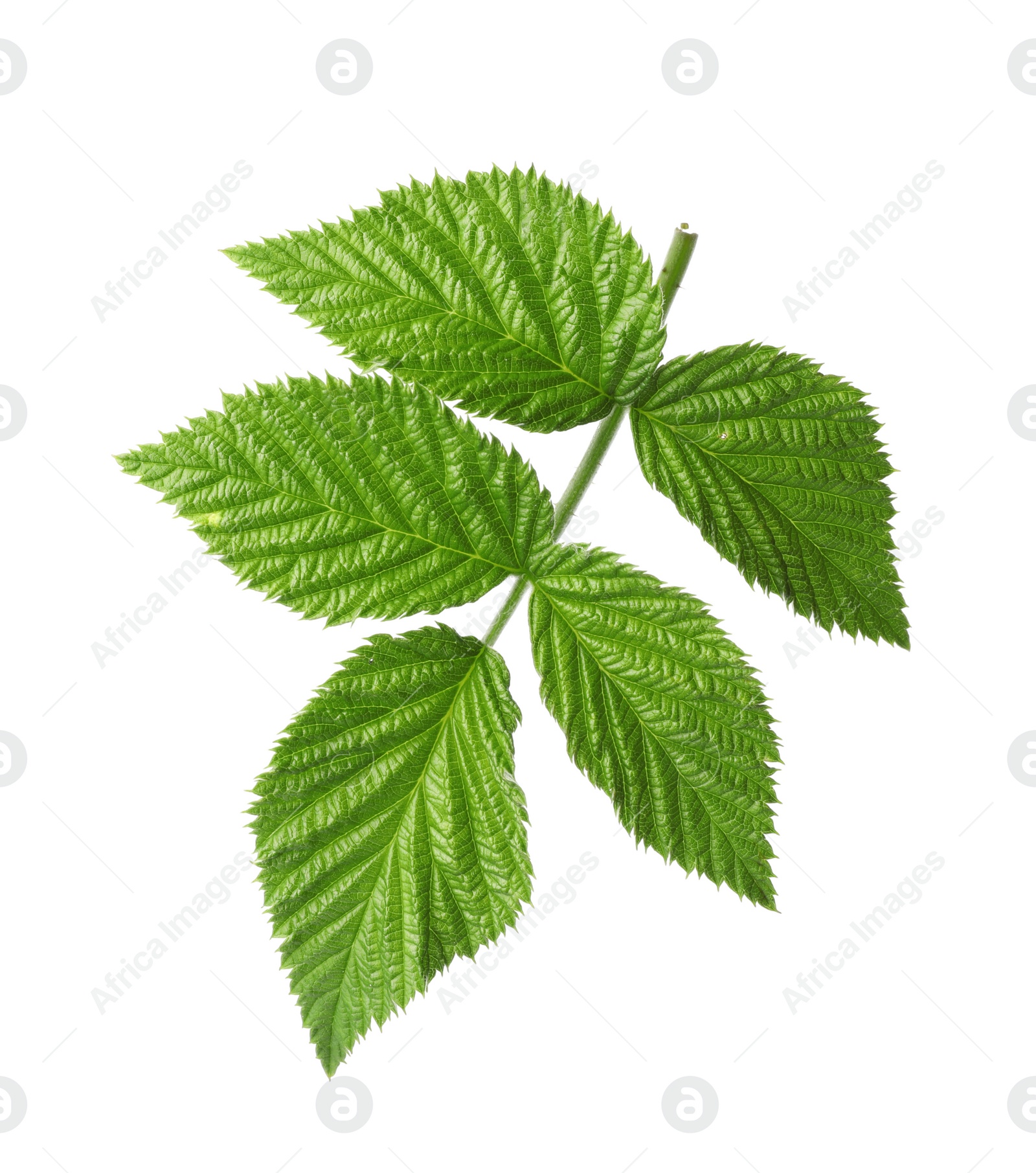 Photo of Fresh green raspberry leaves on white background