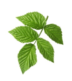 Fresh green raspberry leaves on white background