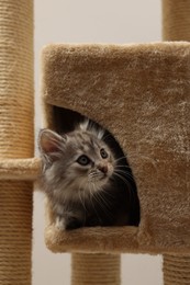Cute fluffy kitten exploring cat tree against light background