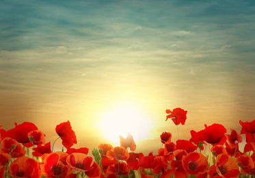 Beautiful red poppy flowers against sky at sunset