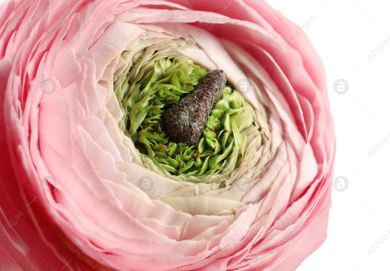 Photo of Beautiful ranunculus flower on white background, closeup