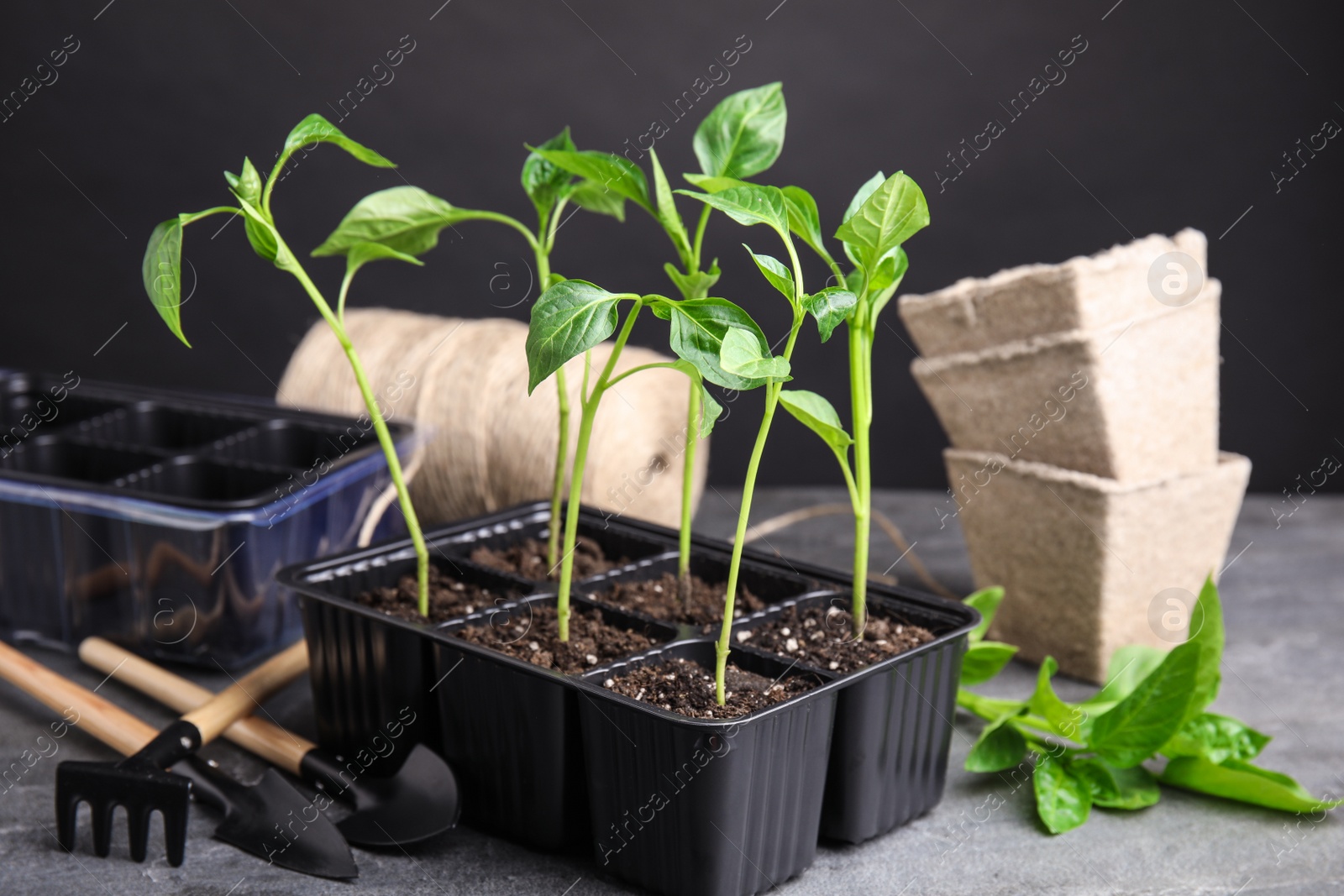 Photo of Vegetable seedlings in plastic tray on grey table against black background