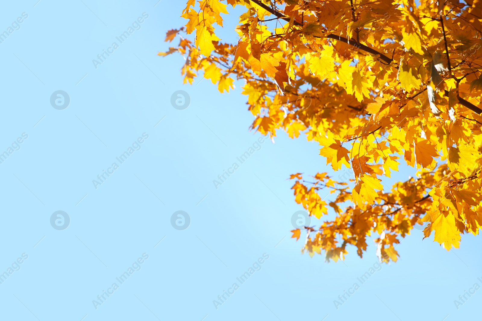 Photo of Branches with autumn leaves against blue sky on sunny day. Space for text