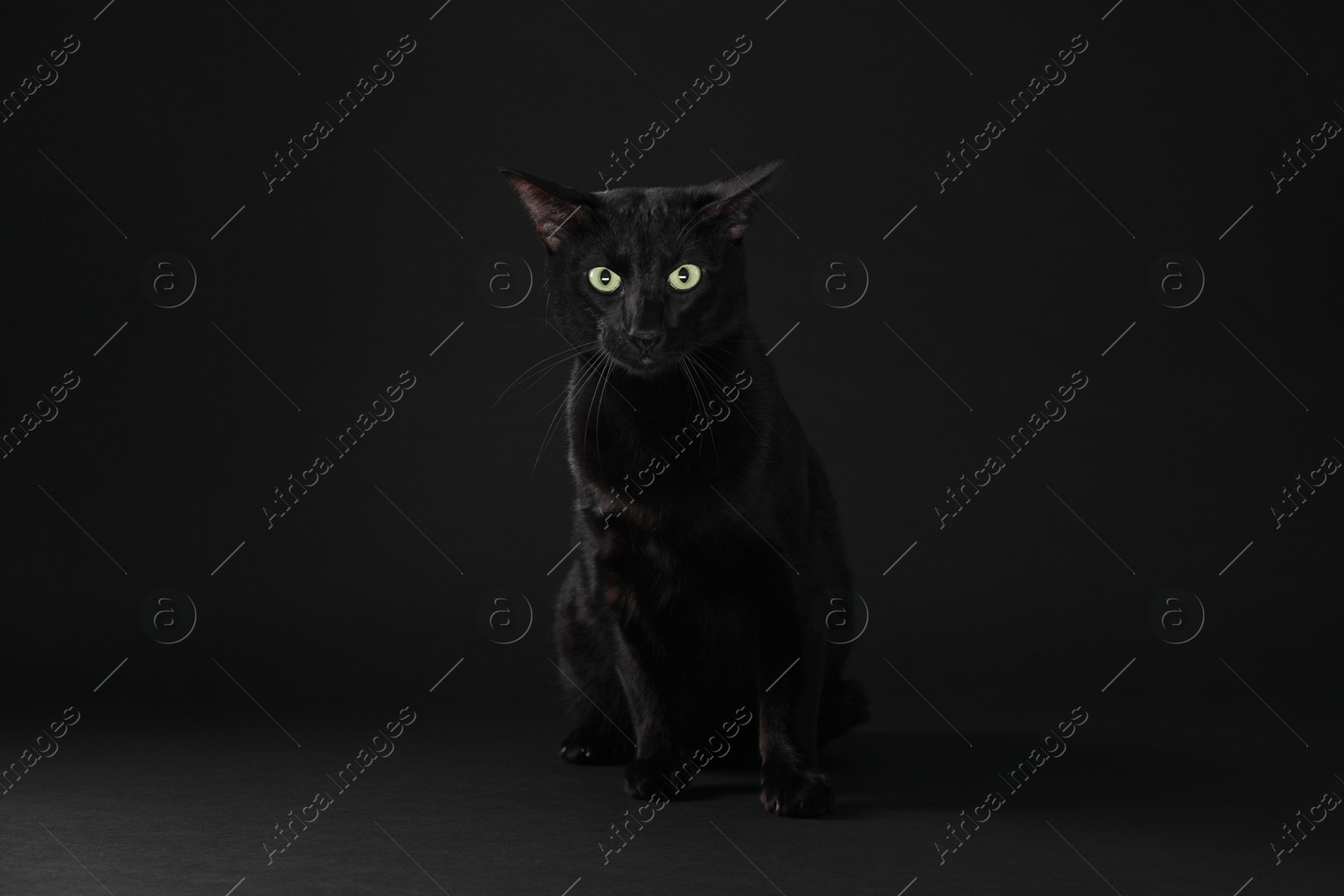 Photo of Adorable cat with green eyes on black background. Lovely pet