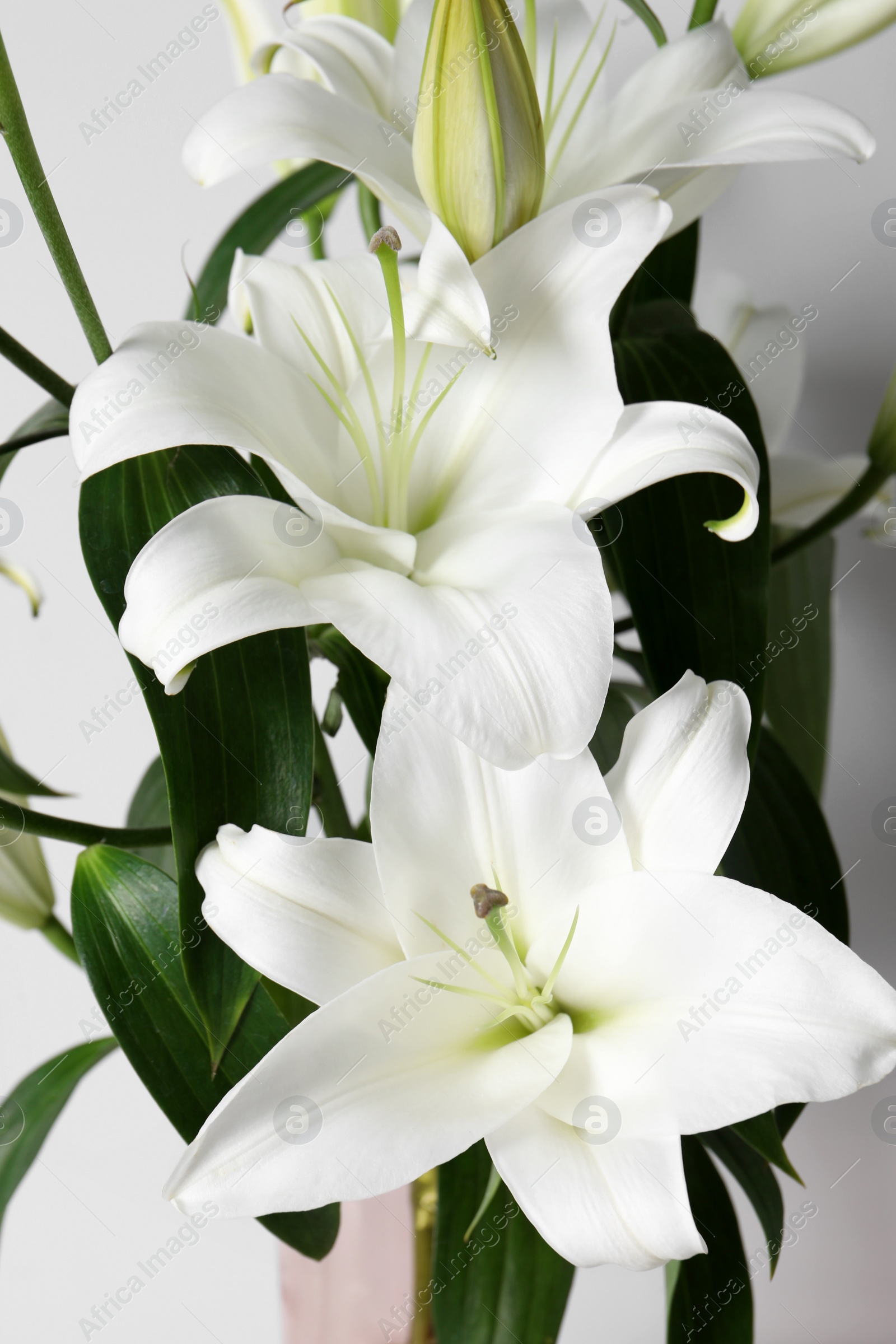 Photo of Beautiful lily flowers on white background, closeup