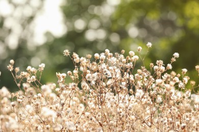 Beautiful dry plants on blurred background, closeup