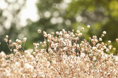 Photo of Beautiful dry plants on blurred background, closeup