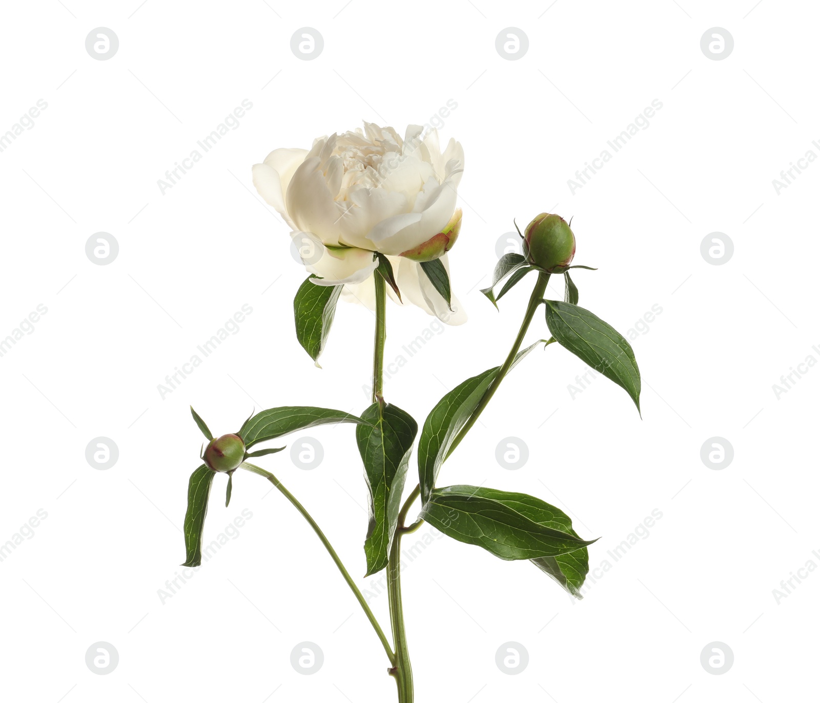 Photo of Fragrant peony on white background. Beautiful spring flower