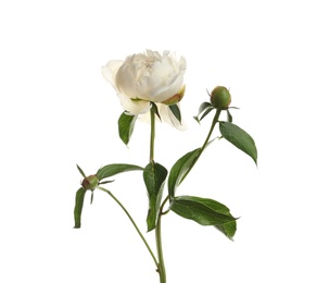 Photo of Fragrant peony on white background. Beautiful spring flower