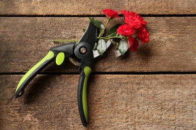 Secateur and beautiful red roses on wooden table, top view