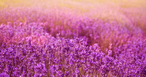 Lavender field on sunny day, banner design  