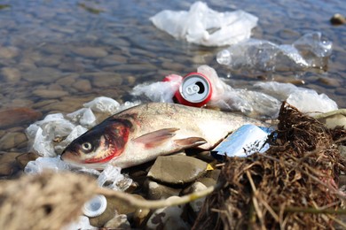 Photo of Dead fish among trash near river. Environmental pollution concept