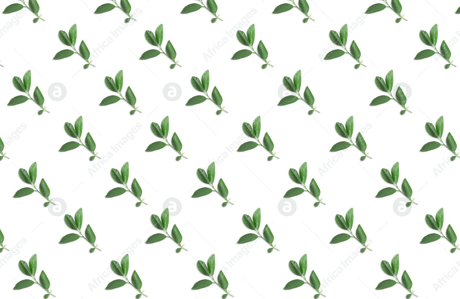 Image of Pattern of lemon tree leaves on white background