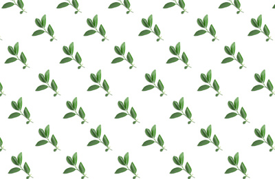 Image of Pattern of lemon tree leaves on white background